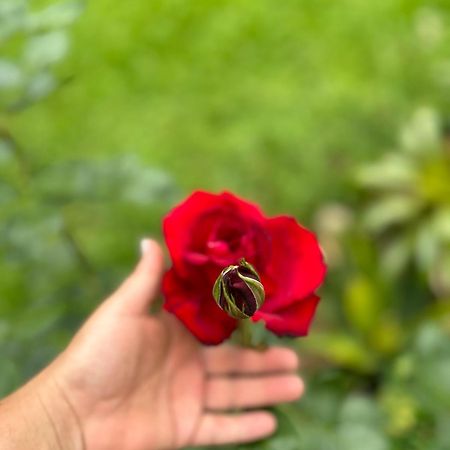 فيلا Chale Rosa Flor Núcleo Mauá المظهر الخارجي الصورة