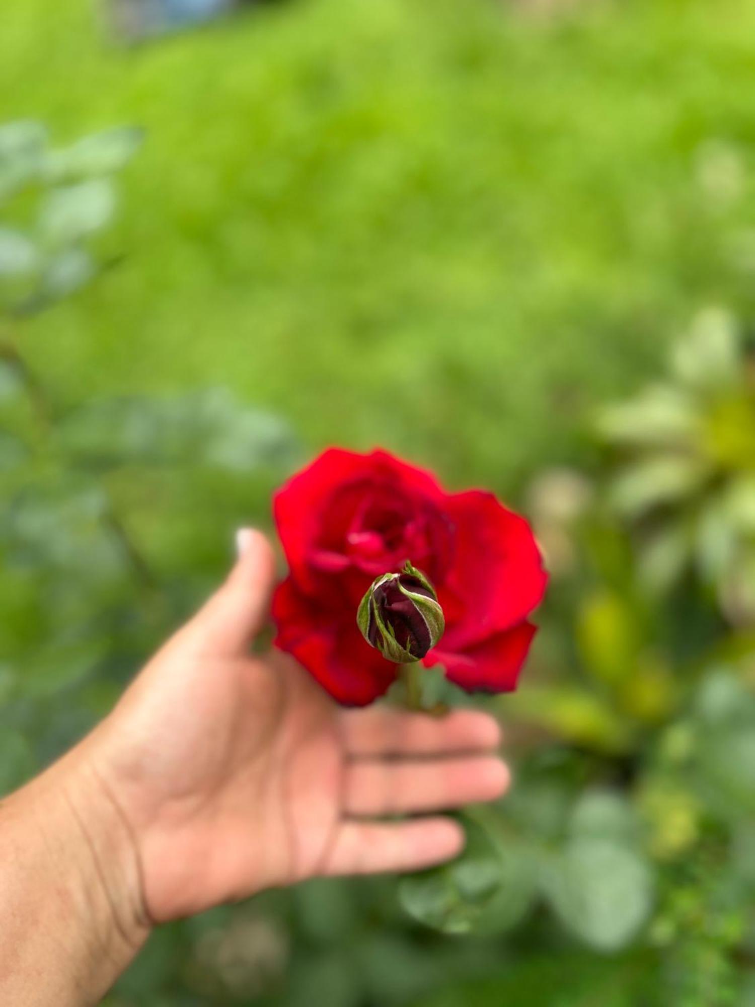 فيلا Chale Rosa Flor Núcleo Mauá المظهر الخارجي الصورة