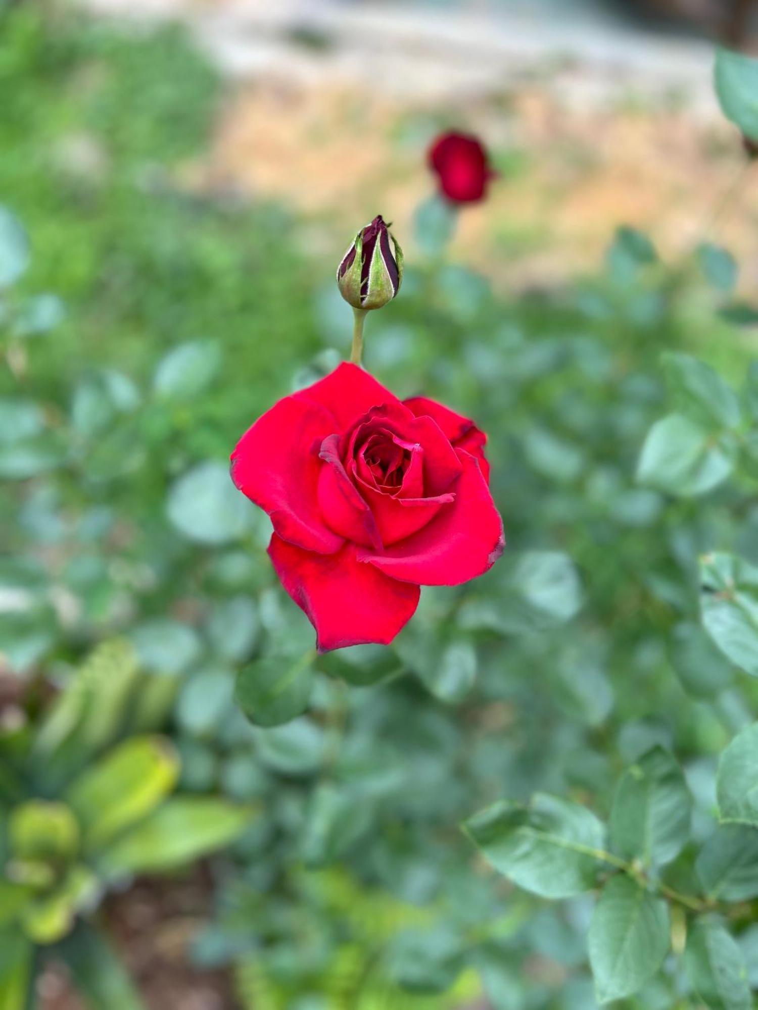 فيلا Chale Rosa Flor Núcleo Mauá المظهر الخارجي الصورة