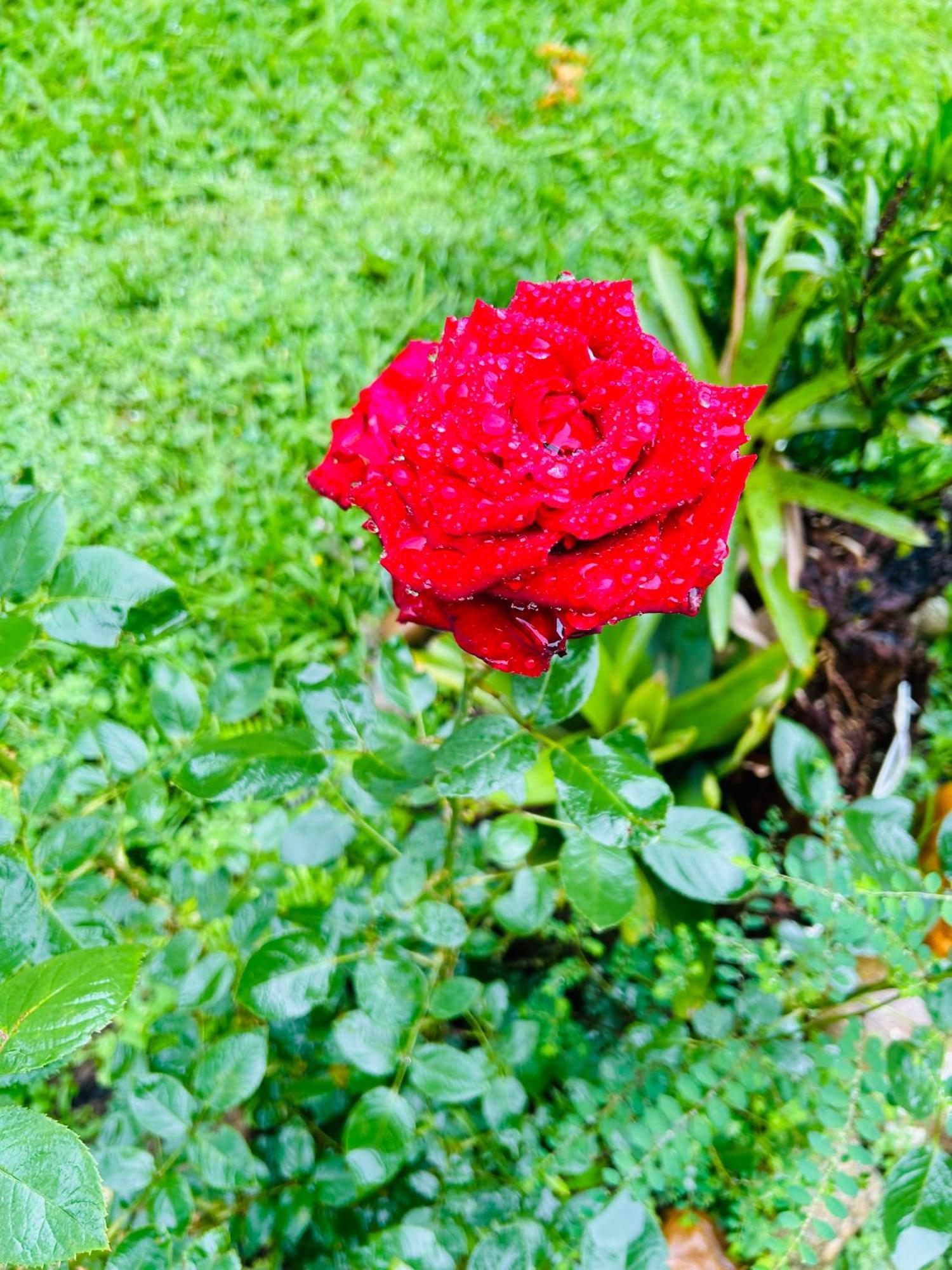 فيلا Chale Rosa Flor Núcleo Mauá المظهر الخارجي الصورة