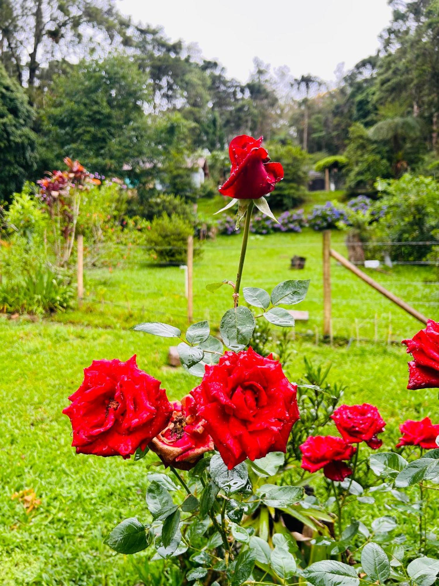 فيلا Chale Rosa Flor Núcleo Mauá المظهر الخارجي الصورة